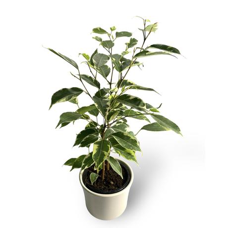 Ficus Benjamina -  Kislevelű tarka ficus kaspóban