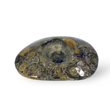 Ammonitesz mécsestartó